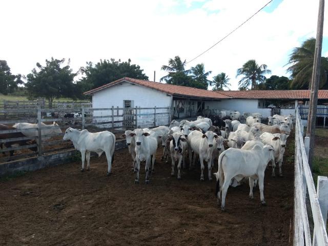 Fazenda em Monte Alegre - Com 80,52 Ha -Com Açude - Foto 12