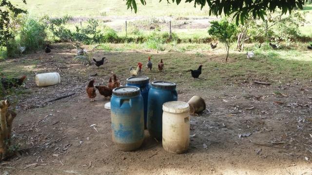 Mini fazenda em Guarapari - Foto 13