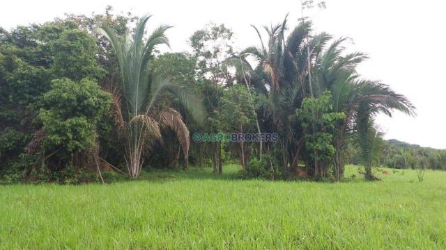 Sítio 19,5 ha em serra de são vicente - Foto 5