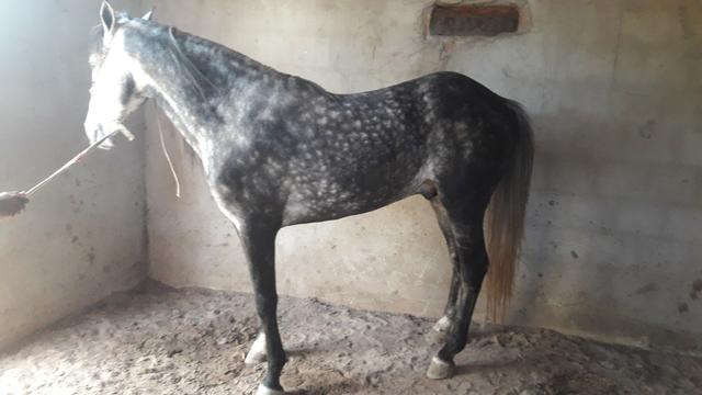 Cavalo magalarga picado - Foto 3