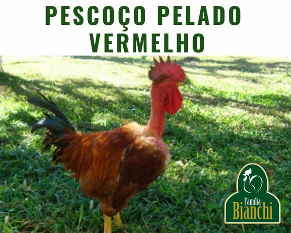 Pintinhos de um dia - Foto 4