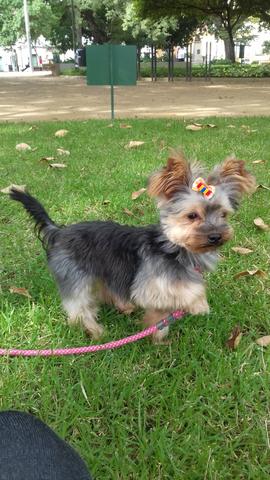 Yorkshire terrier micro Fêmea - Foto 4