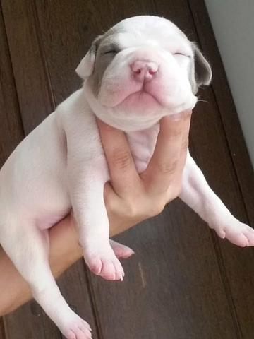 American Pitbull Terreir - Foto 5