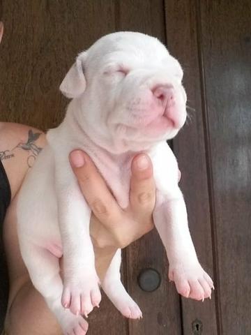 American Pitbull Terreir - Foto 2