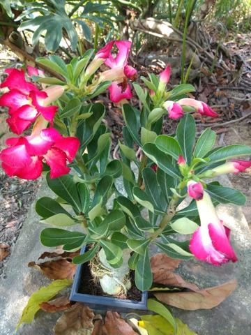 Rosas do deserto
