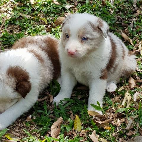 Lindos Filhotes De Border Collie - Foto 2