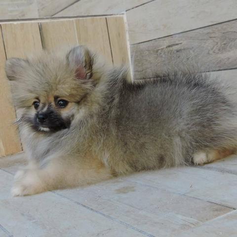 Spitz - Foto 2