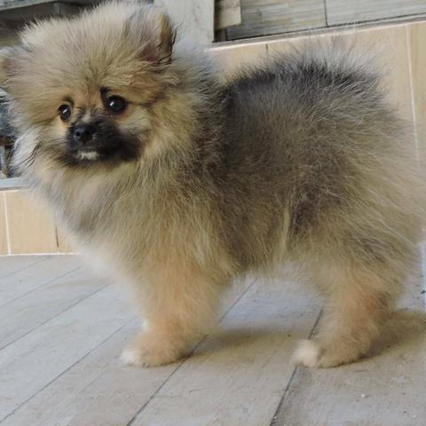 Spitz