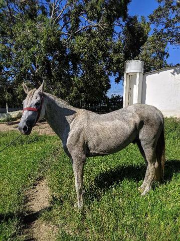 Vendo cavalo bom de sela