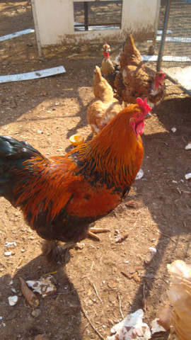 Galo brahma perdiz - Foto 3