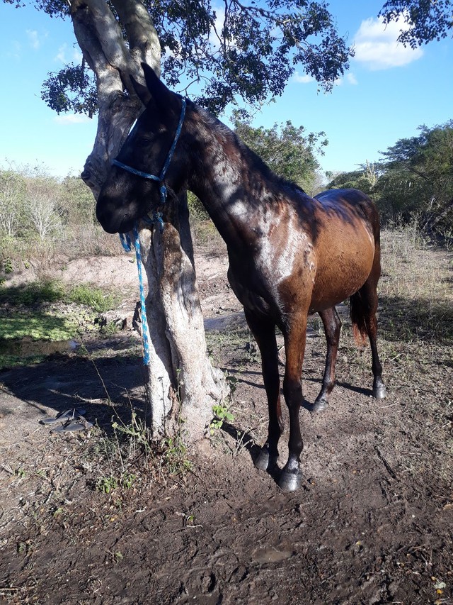 Poutrinha MM de pura Macha picada 