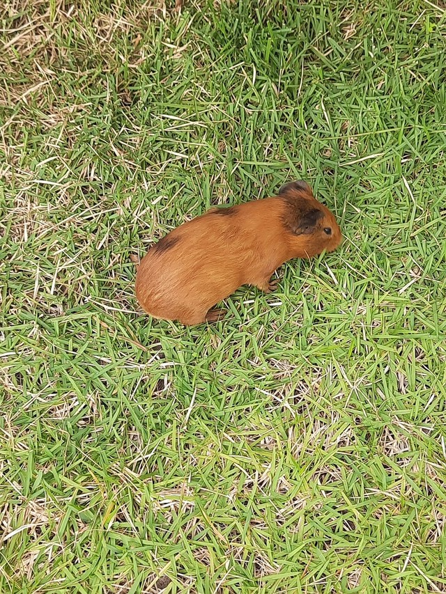 Vendo 3 filhotes de porquinhos da Índia