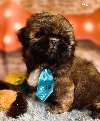 SHIHTZU MACHO * - Foto 5