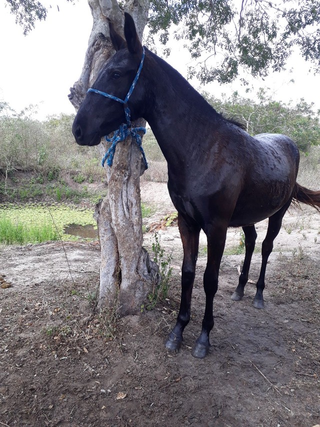 Poutrinha MM de pura Macha picada 