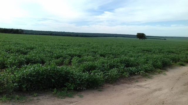 Fazenda em Ribeirão Cascalheira - MT - Foto 11