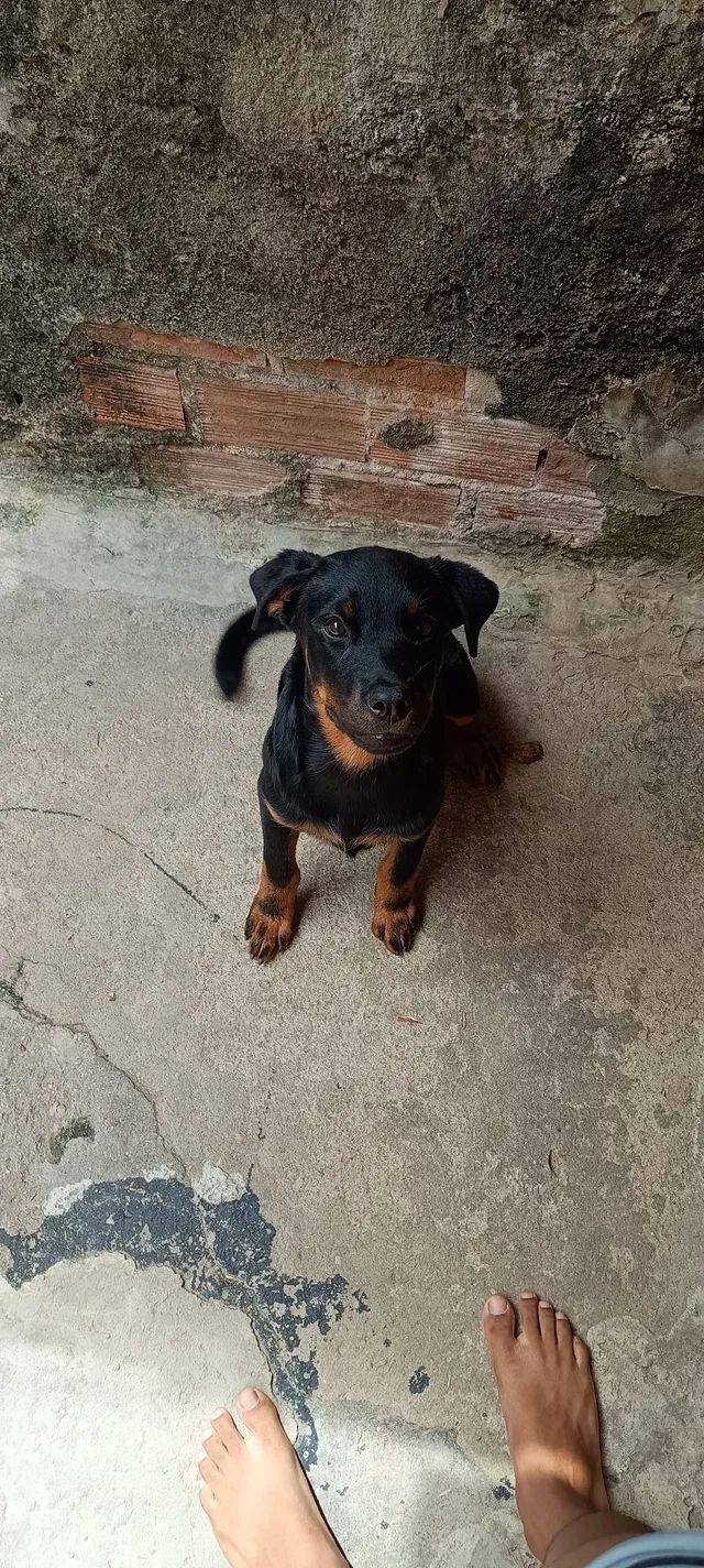 Rottweiler Fêmea 4 meses 