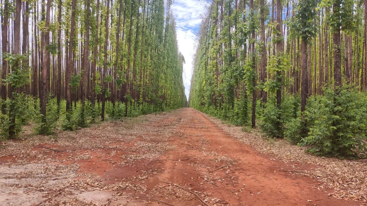 Fazenda de eucalipto 6.300hect em Bonito de minas 180 milhões.