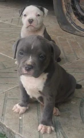 Olx american hot sale staffordshire terrier