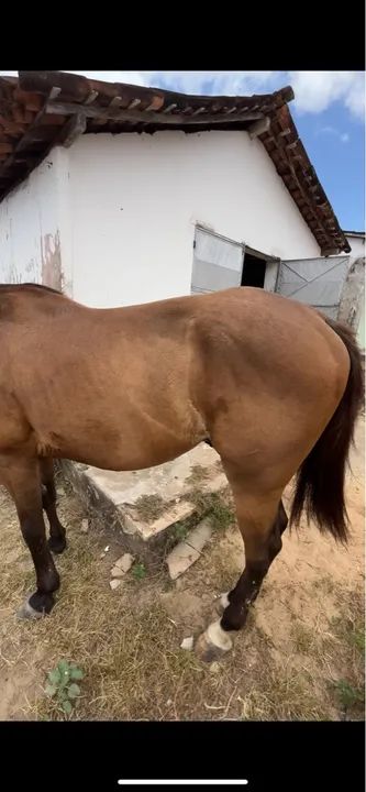 Cavalo macio  - Foto 2