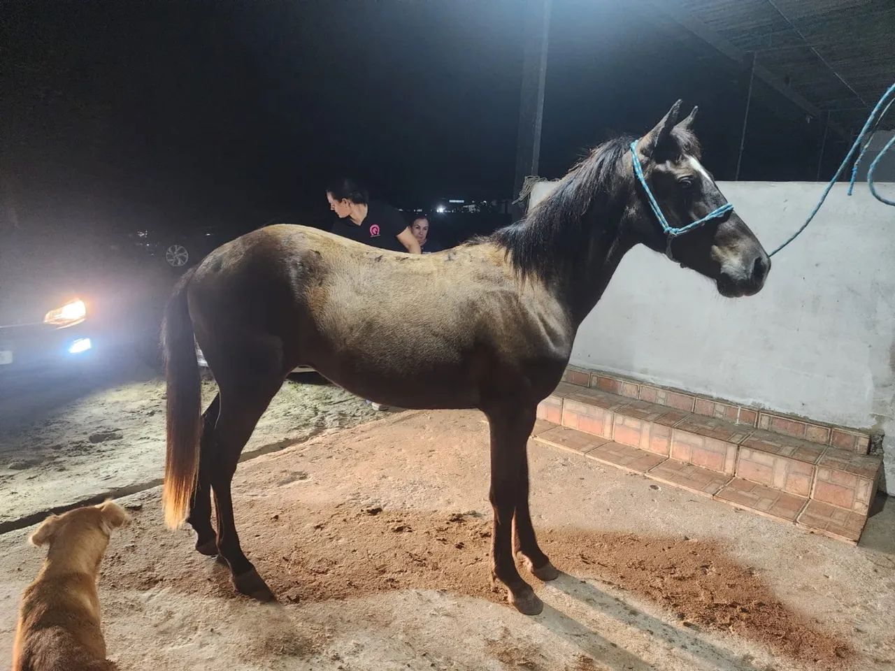 Vários cavalos, potros e éguas a venda no precinho 