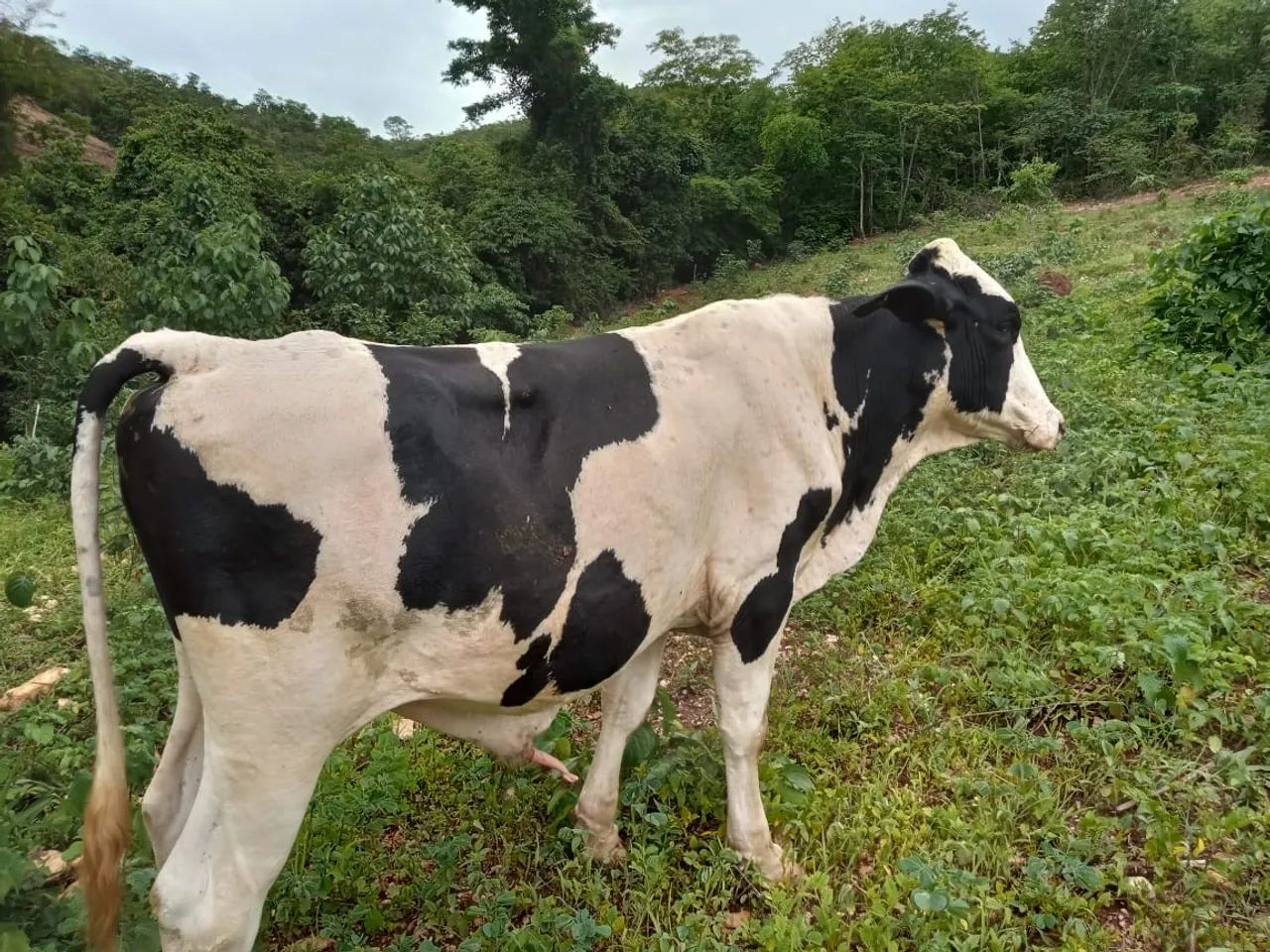 Gado jovem preço a combinar - Foto 2