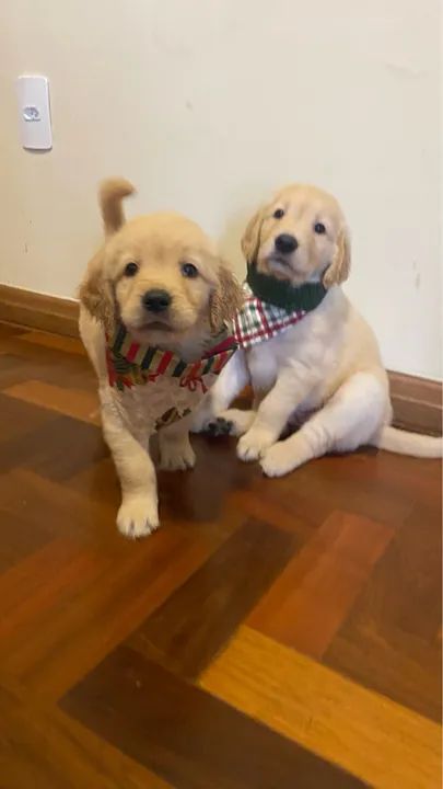 Filhotes Golden Retriever - Foto 2