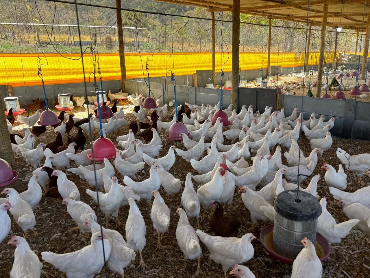 Frangas galinhas Novogen tinted - Foto 4