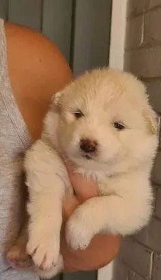 Samoiedo disponivel femea e machos - Foto 2