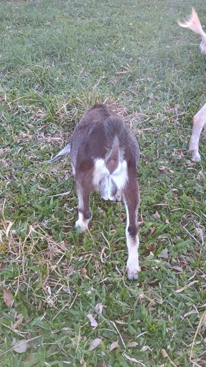 Bode pra venda - Ótimo para reproduz com Cabra leiteira! - Foto 3