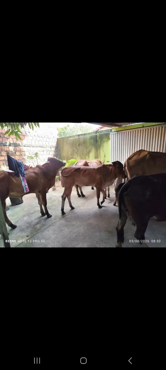 8 Bovinos para Venda  - Foto 3