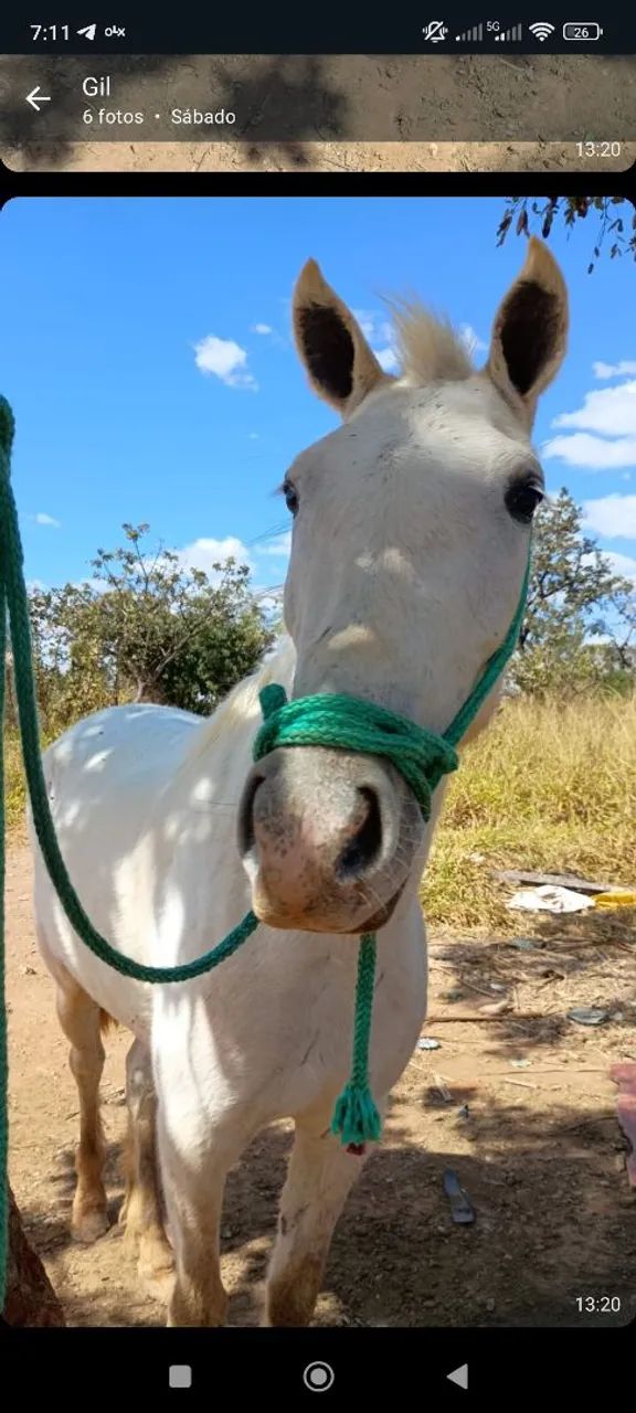 Égua nova e saudável.