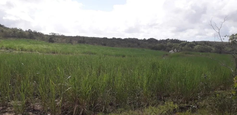 Terreno a venda imperdivel - Foto 2