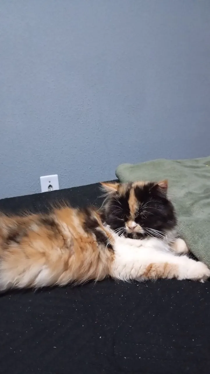 Gata persa fêmea 5 meses de vida