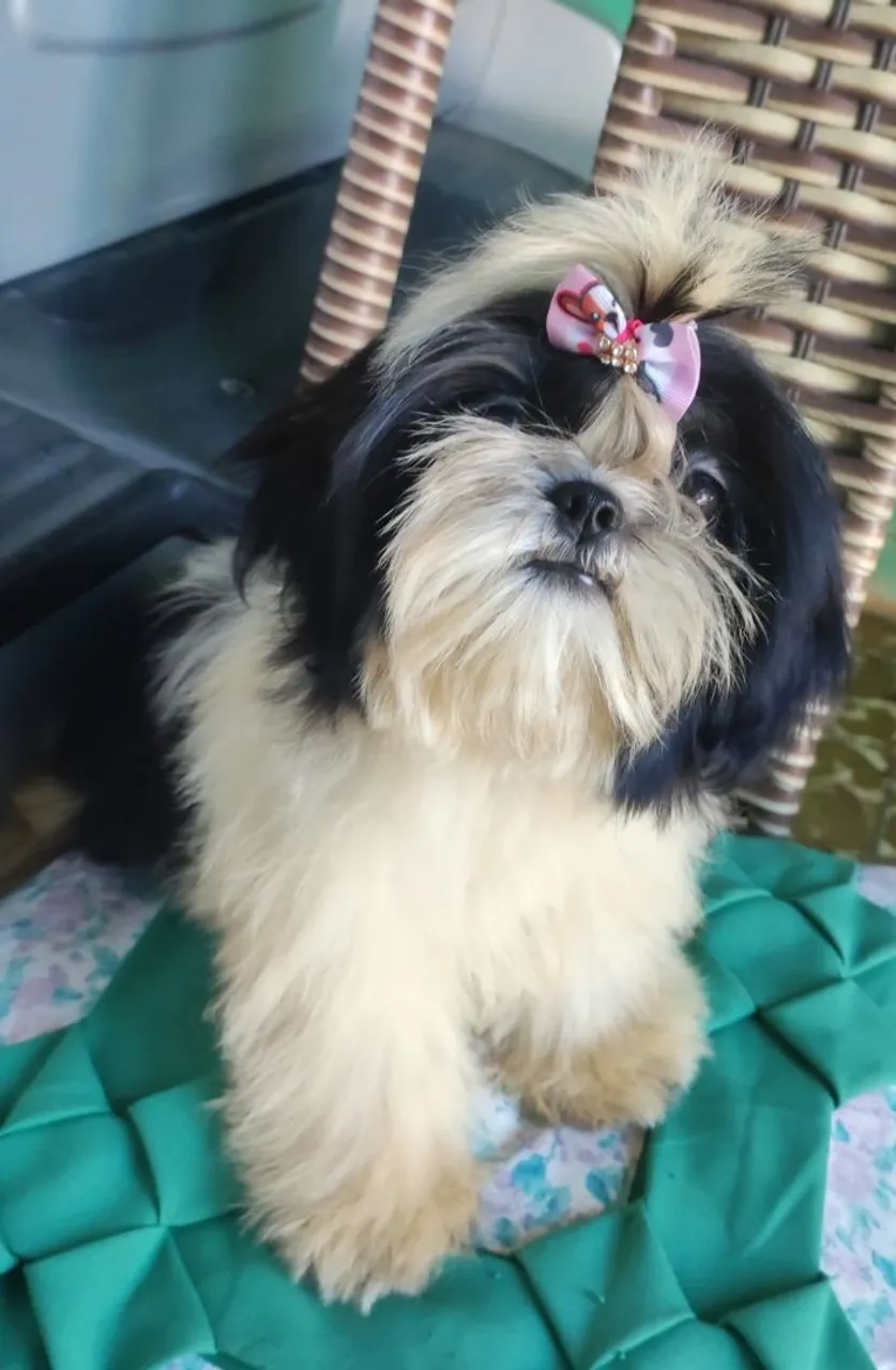 Shih Tzu Filhote -femea micro 