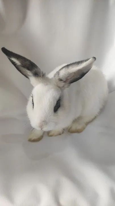 Vendo esses coelhos  - Foto 2