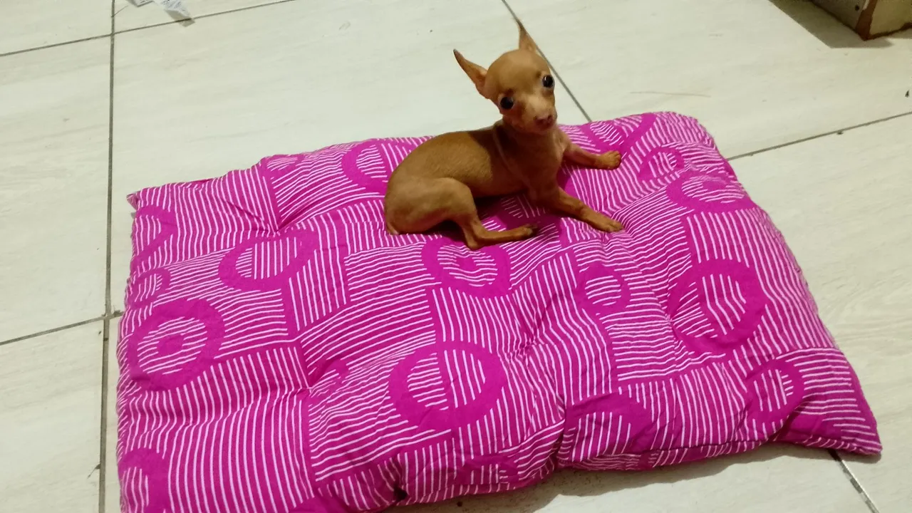 Filhote de Pinscher à procura de um lar