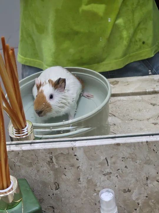 Porquinho da india fêmea - Foto 2