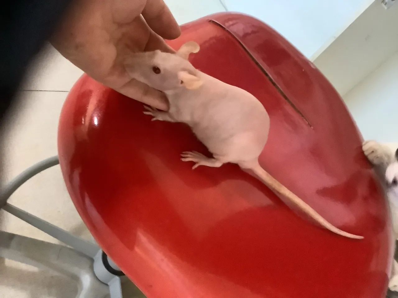 Rato twister - Foto 2