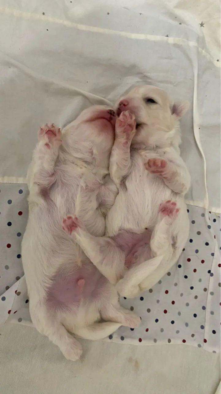 FILHOTES DE MALTÊS - Foto 5
