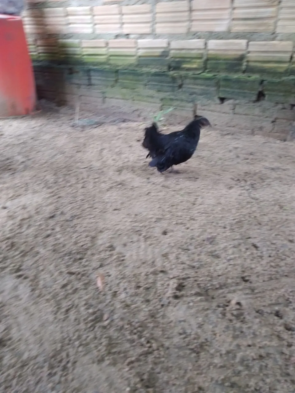Galinha Negra