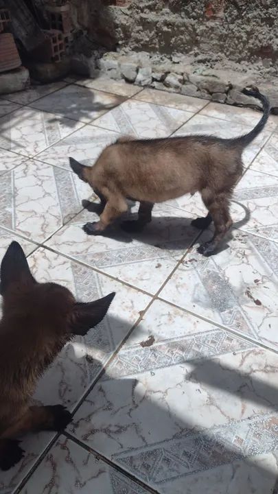 Filhote de Pastor belga malinos  - Foto 3