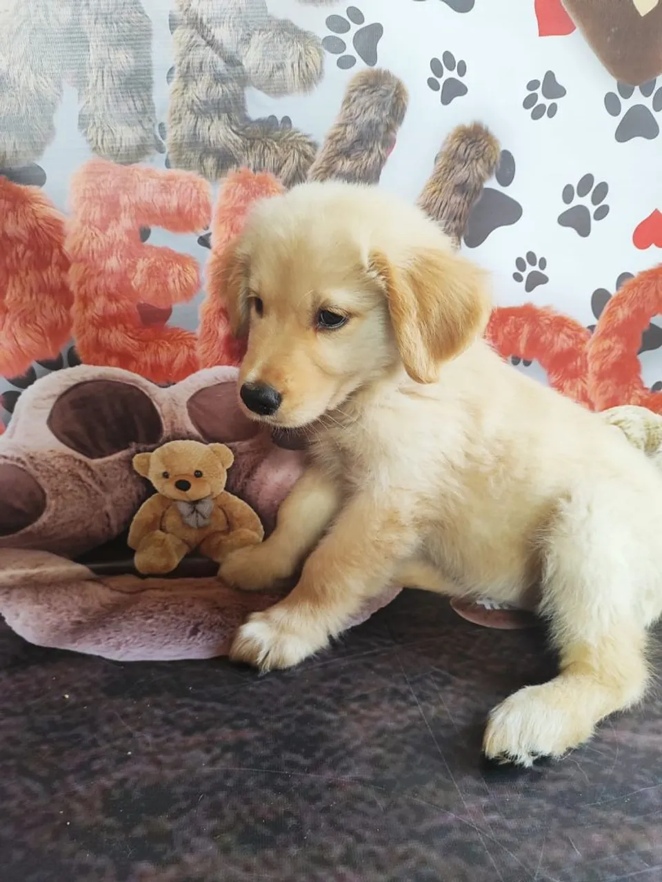 Filhote de Golden Retriever disponível fêmea
