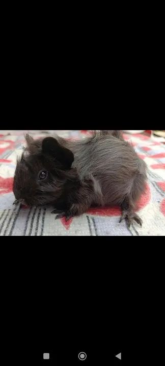 Porquinha da Índia  - Foto 4