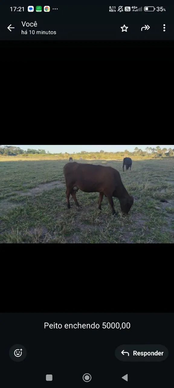 Vacas leiteiras
