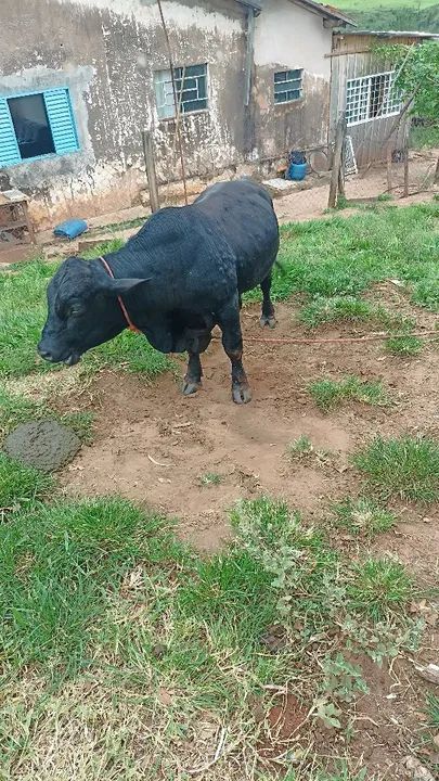 Mini boi casal  - Foto 2