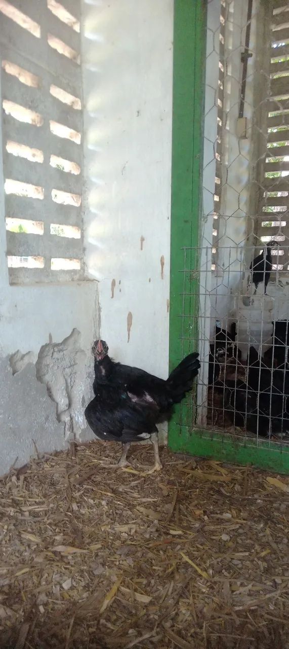 Pintinhos e frango caipira.  - Foto 4