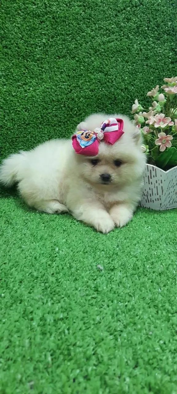 Spitz alemão lulu da pomerania  - Foto 2