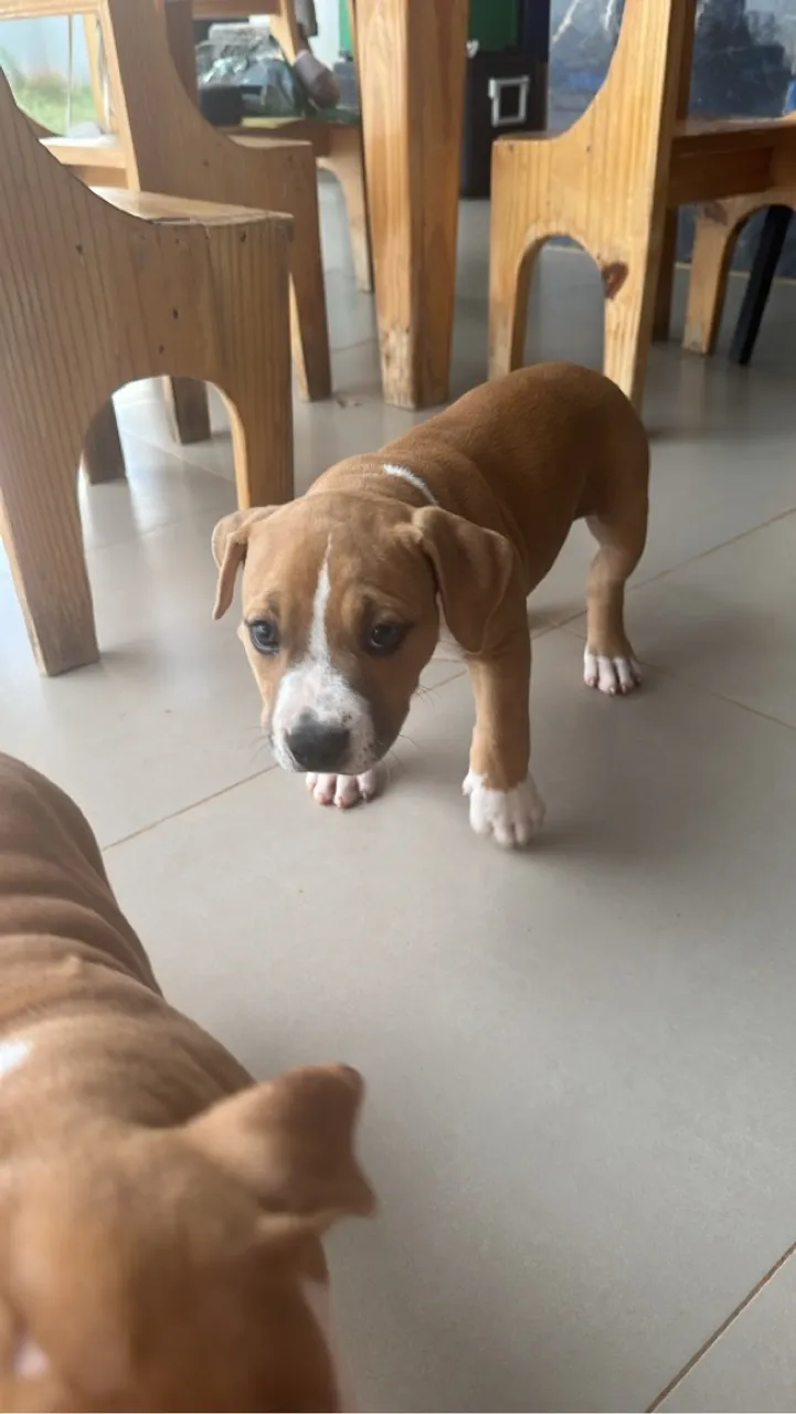American bully