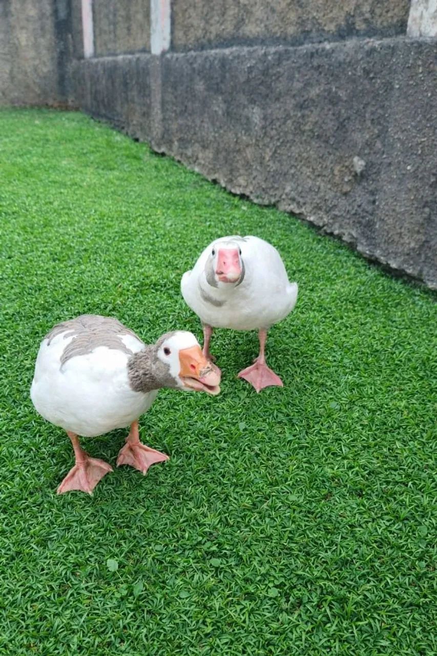 Casal de gansos - Foto 2