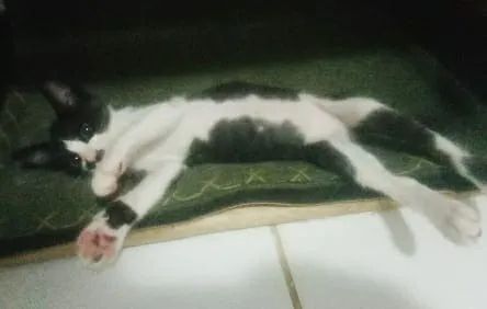 filhotinho de gato para adoção - Foto 3